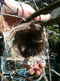 小鳥の巣を発見！
