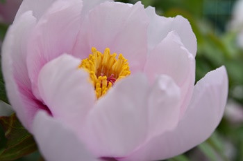 三澤　牡丹の花