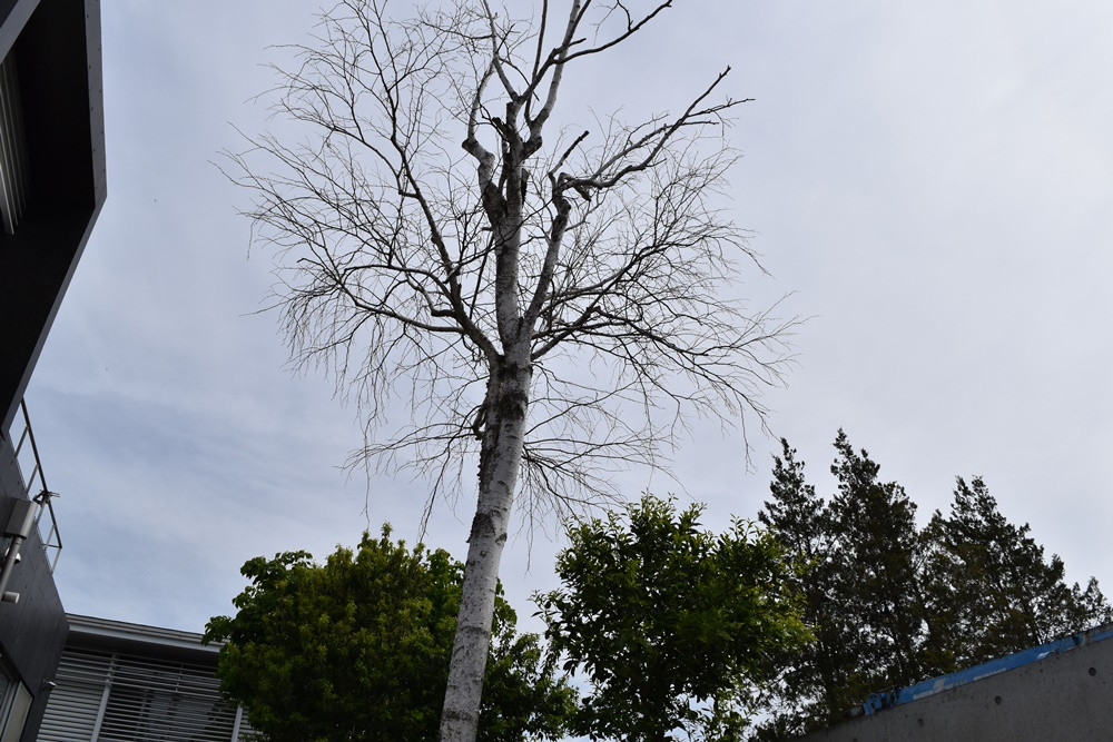 白樺の木を伐採しました　埼玉県日高市